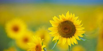 Veld vol zonnebloemen in de Auvergne in Frankrijk van Kneeke .com