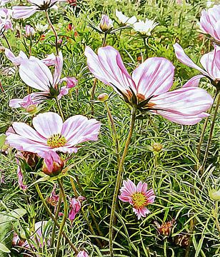 Lichte en winderige Cosmos bloemen van Dorothy Berry-Lound