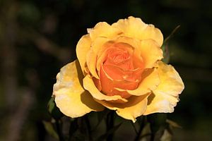 a beautiful rose in summer