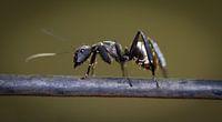 Shimmering golden sugar ant van BL Photography thumbnail