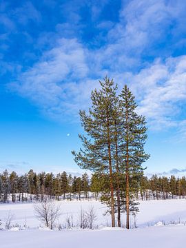 Paysage avec de la neige en hiver à Kuusamo, Finlande sur Rico Ködder