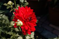 Dahlia à fleurs rouges un soir d'été