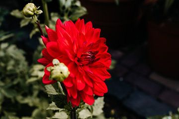 Rode bloeiende dahlia op zomeravond van Carla van Dulmen
