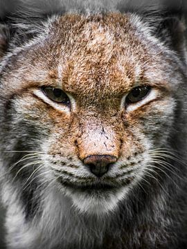 Luchs - Auge um Auge
