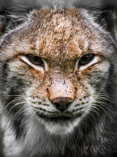 Luchs - Auge um Auge von Timothy Morrell