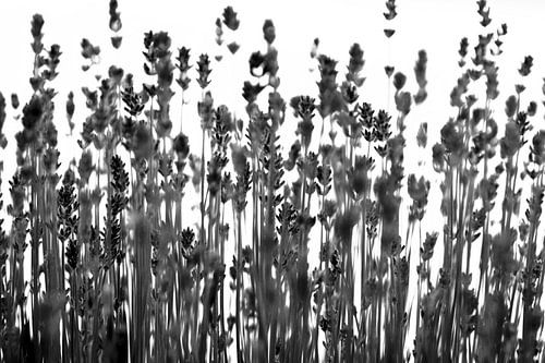 Lavendulla