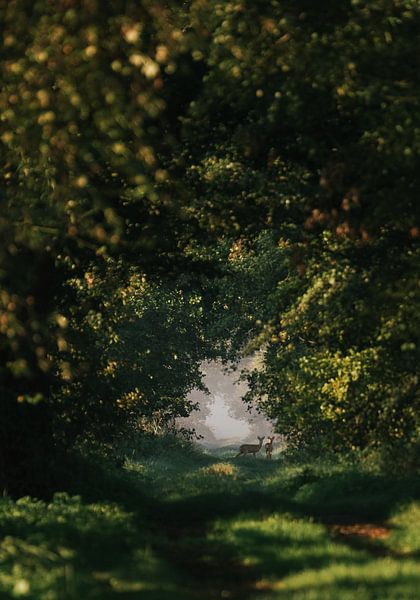 In eine andere Dimension gehen von Jakub Wencek