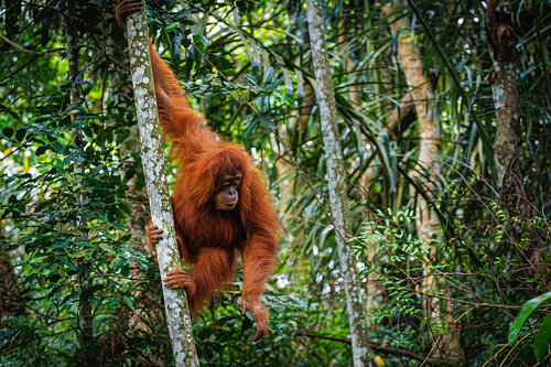 Orang-Utan