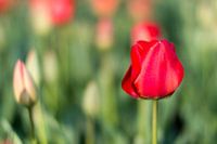 Tulpen, Niederlande