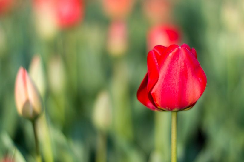 Tulips, Netherlands by Sebastiaan Terlouw