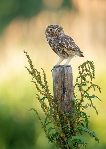 Steinkauz auf einer Stange