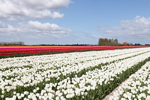 Tulpenfeld mit vielen bunten Tulpen vor einem schönen niederländischen Himmel