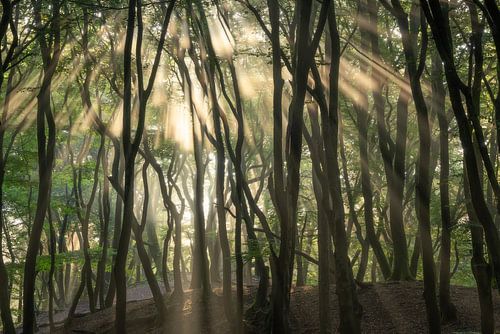 Fête de rayons de soleil dans la forêt sombre