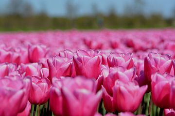 Tulpen veld, roze van Patricia Leeman