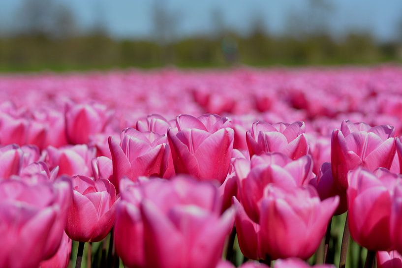 Champ de tulipes, rose par Patricia Leeman