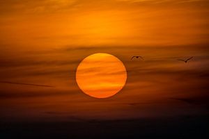 Een vlucht naar de zon van Julien Beyrath