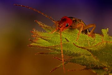 Ooorworm 2 by Joop de Lange