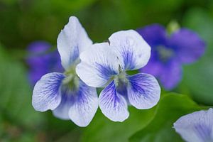 Violette Veilchen Wildblumen