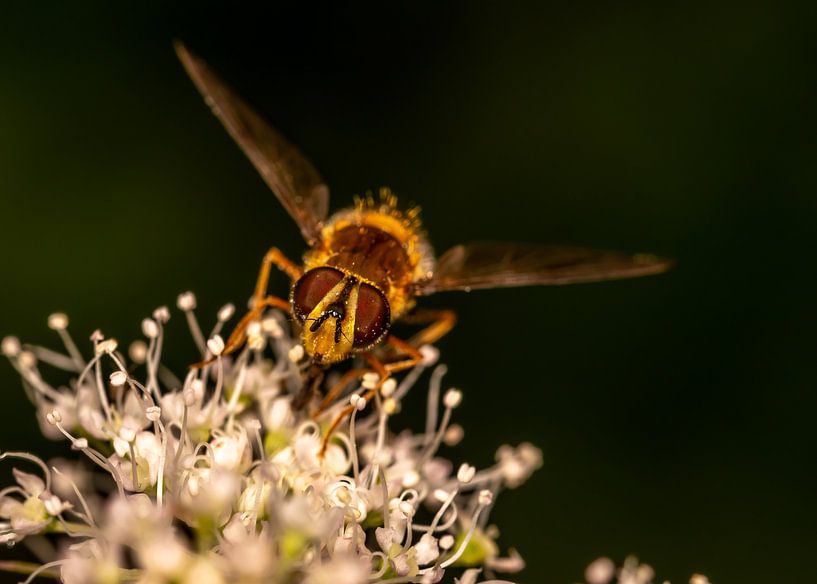 Hoverfly par Myra van Heeringen