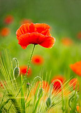 Poppies by Marjan Booij