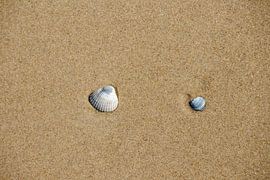 Zwei Muscheln im Sand von Jan
