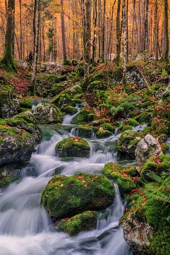 Herbstlicher Wald Slowenien von Achim Thomae Photography