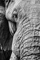 African Elephant, Loxodonta africana