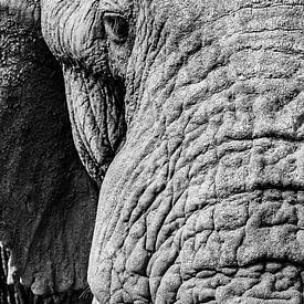 Éléphant d'Afrique, Loxodonta africana sur Caroline Piek