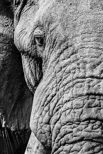 African Elephant, Loxodonta africana by Caroline Piek