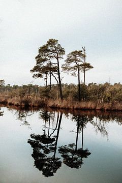 Natuur - De weerspiegeling van bomen in het water - Fotografie van Linn Fotografie