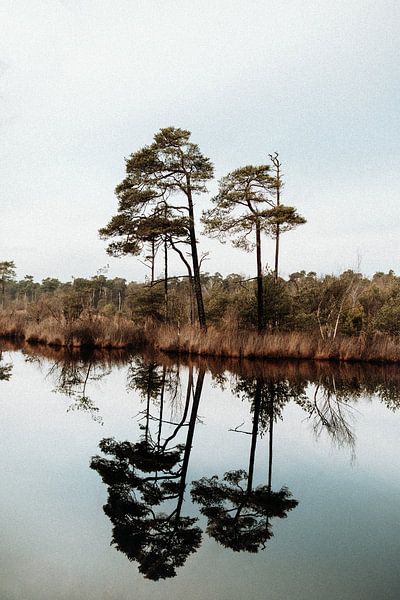 Nature - The reflection of trees in the water - Photography by Linn Fotografie