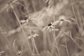 Blumen Teil 193 von Tania Perneel