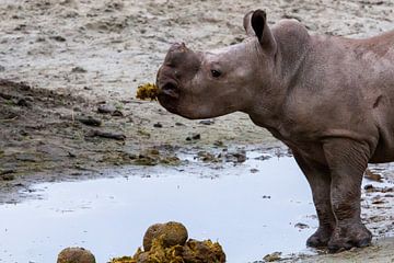 Baby Neushoorn eet heerlijke snack van Arnold van der Horst