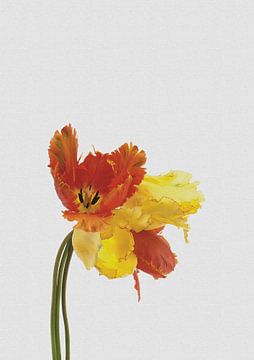 Tulpen Stilleven van Orara Studio