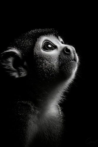Affe