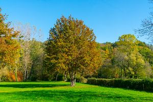 Bäume in einem Park auf einem Feld in Nordfrankreich