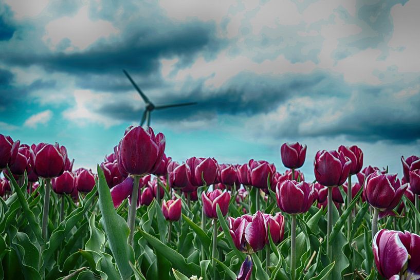 TULPEN  by John Wieringa