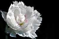 White flower in the sun