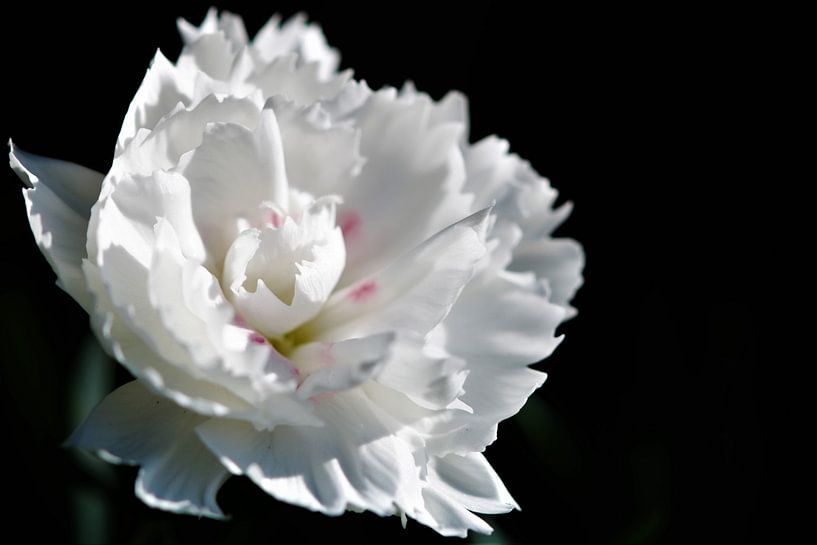 Witte bloem in de zon van Peter Scheermeijer