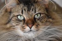 Cat with green eyes.