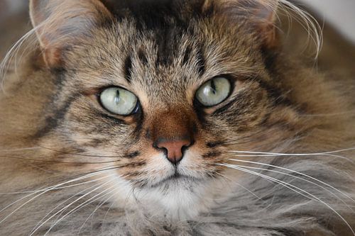 Chat aux yeux verts.