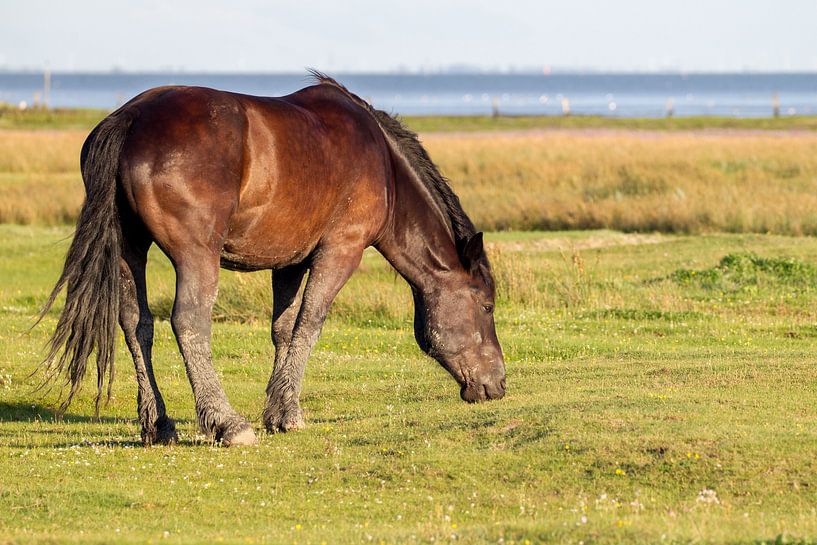 Paard op Juist van Dirk Rüter