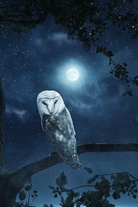 Une belle chouette au clair de lune