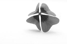 Trèfle à quatre feuilles noir et blanc sur Jolanda de Jong-Jansen