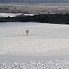 Wald und einzelne Bäume in der Winterlandschaft von Martin Flechsig