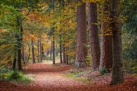 Wandelpad door het herfst bos op de Veluwe van Cor de Hamer thumbnail