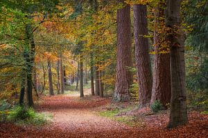 Fußweg durch den Wald mit schönen Herbstfarben