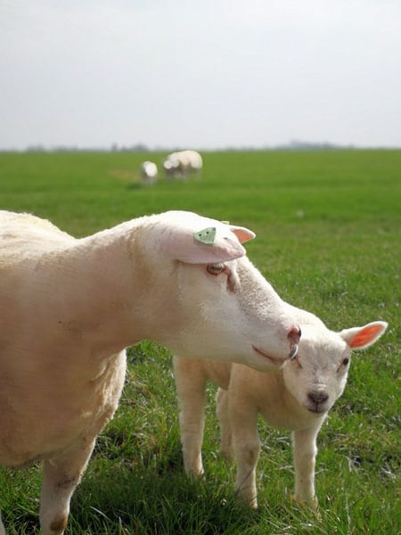 Sheep by It Alders Erf