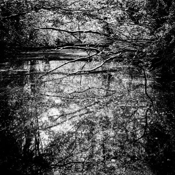 Boom in water von Rene  den Engelsman