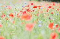 Flower festival by Peter van Rooij thumbnail